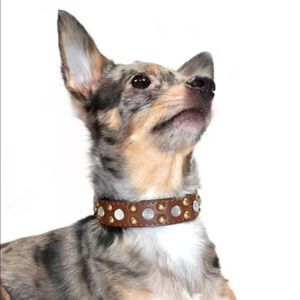 NWT $29 Hip Doggie Faux Pearl Stone Stud Collar M